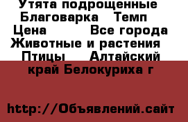 Утята подрощенные “Благоварка“,“Темп“ › Цена ­ 100 - Все города Животные и растения » Птицы   . Алтайский край,Белокуриха г.